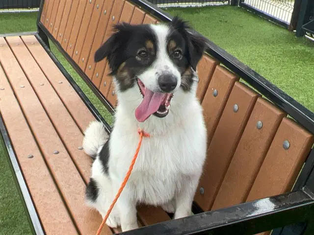 Vespa - Australian Shepherd