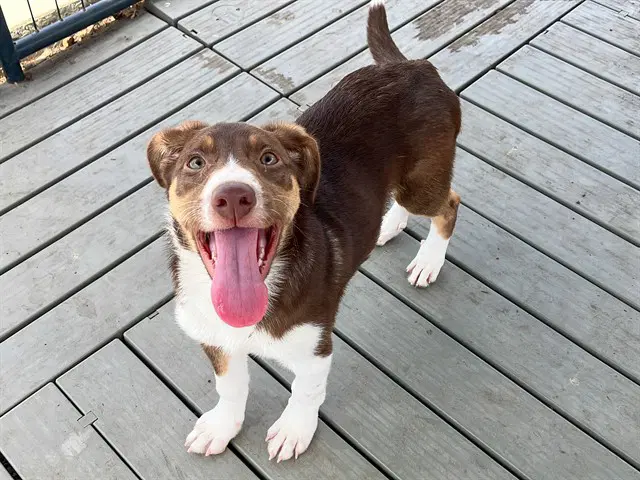 Figaro - Border Collie