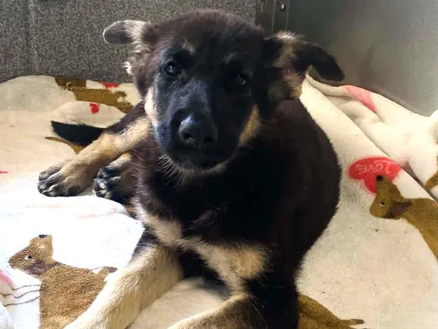 Windy - German Shepherd Dog
