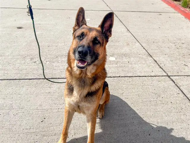Roody - German Shepherd Dog