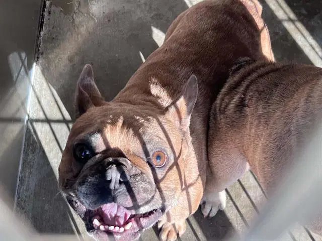 Billy - French Bulldog