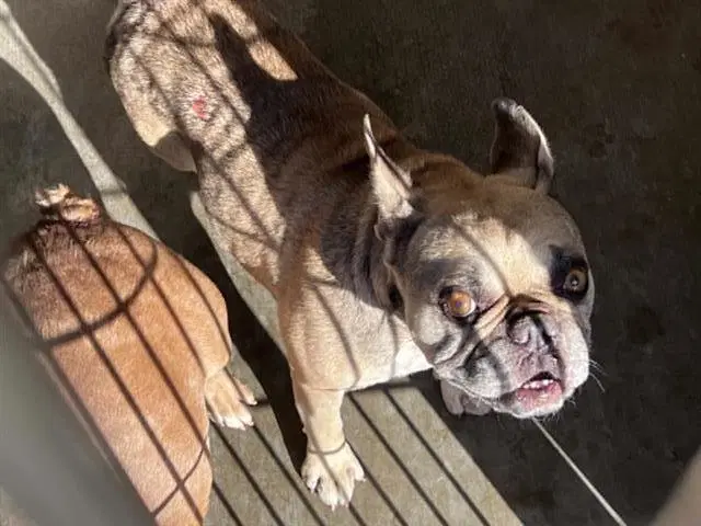 Joel - French Bulldog