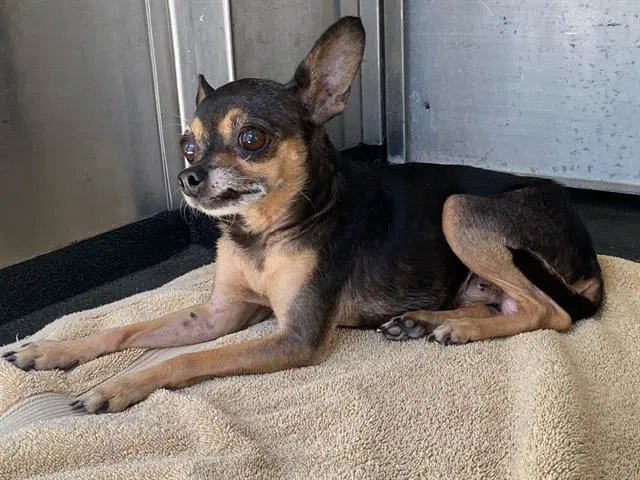 Angelica - Chihuahua