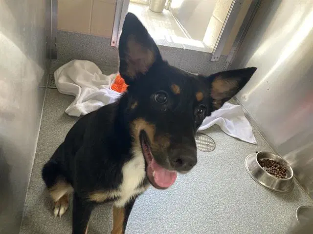 Pixie - German Shepherd Dog