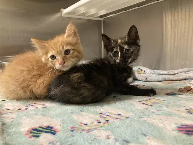 Pumpkin - Domestic Short Hair