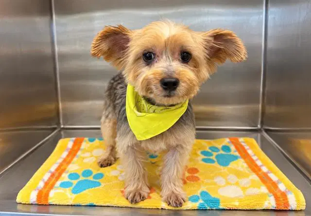 Max - Yorkshire Terrier Yorkie