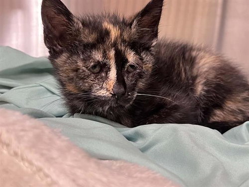 CORNELIA, a cat for adoption from Orange County Animal Care Center