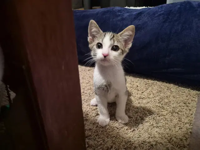 Stanley - Domestic Short Hair