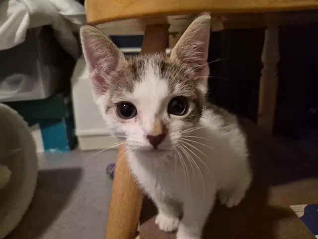 Ollie - Domestic Short Hair