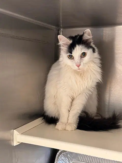 Stanley - Domestic Long Hair