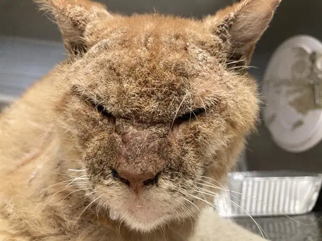 Pasta - Domestic Short Hair