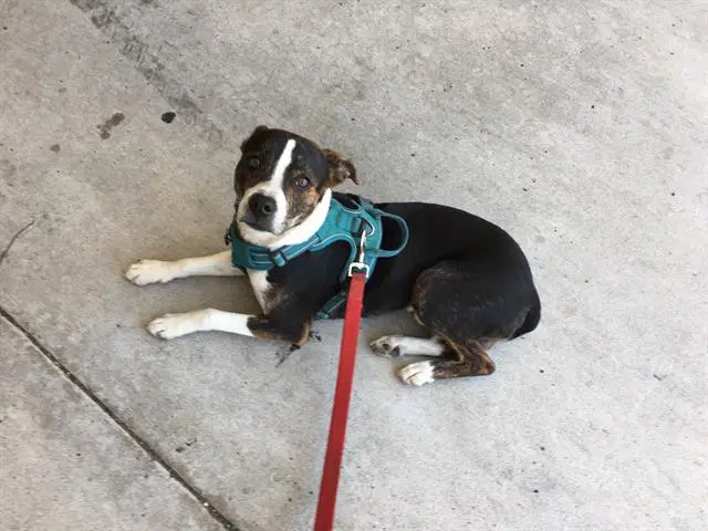 Bingo - Australian Cattle Dog/Blue Heeler