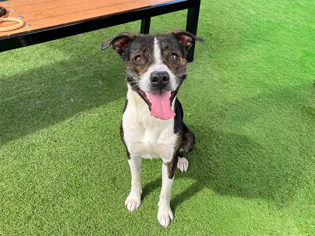Bingo - Australian Cattle Dog/Blue Heeler
