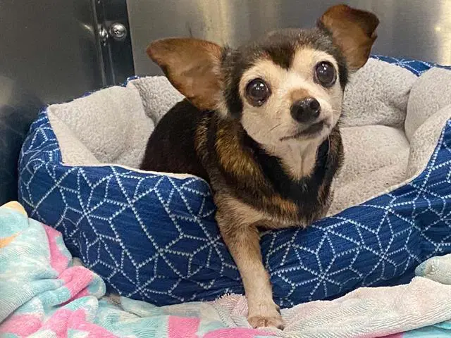 Hanna - Chihuahua