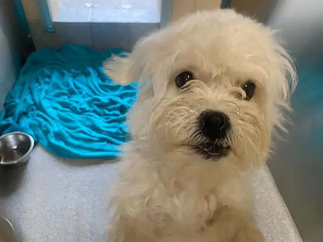 Daisy - Maltese