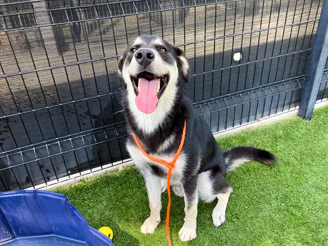 Roman - German Shepherd Dog