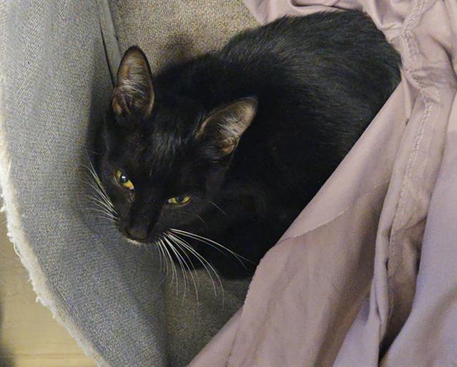 Swoosie