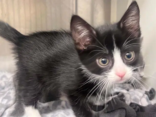 Yelena - Domestic Short Hair