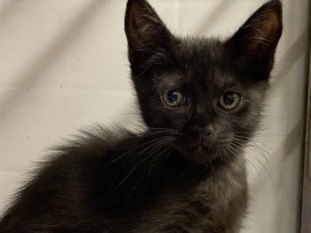Jenna - Domestic Short Hair