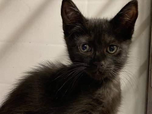picture of the cat needing adoption