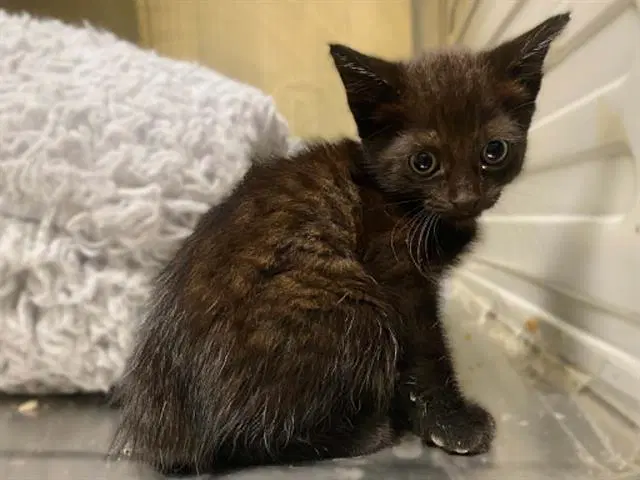 Ser Hugh - Domestic Short Hair