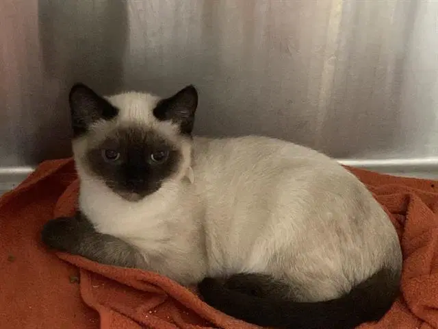 Thunder - Siamese