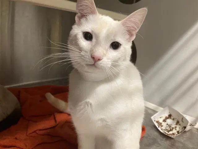 Lightning - Siamese