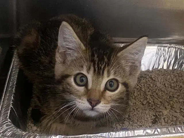 Serenity - Domestic Short Hair
