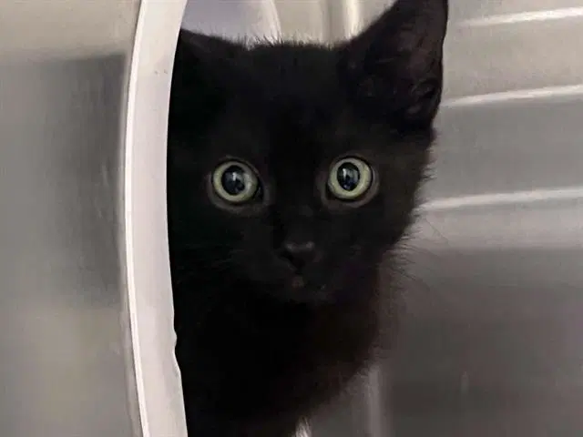 Mustang - Domestic Short Hair