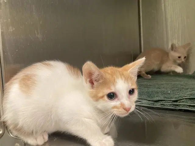 Mysaria - Domestic Short Hair