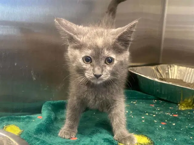 Pixie - Domestic Short Hair