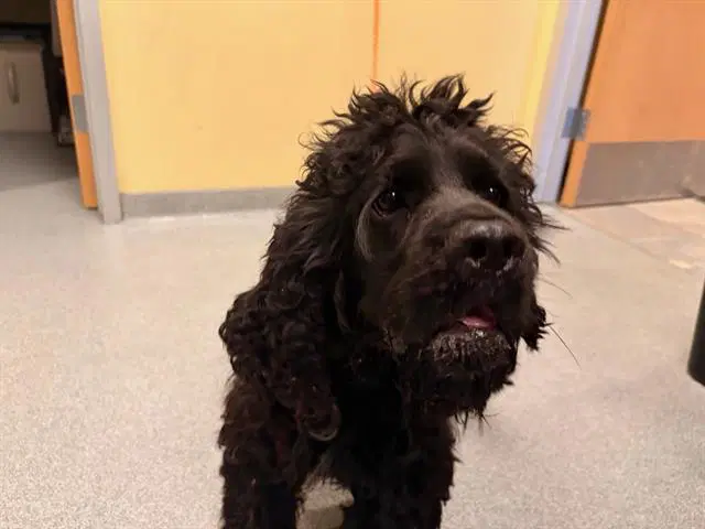 Koa - Cocker Spaniel