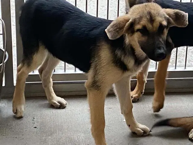 Lyla - German Shepherd Dog