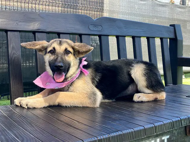Lyla - German Shepherd Dog