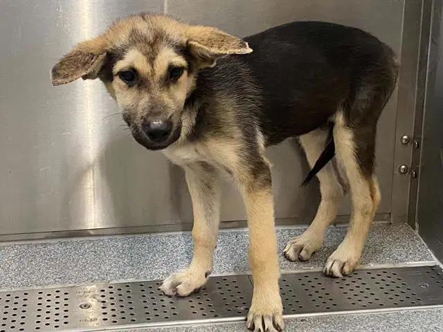 Murphy - German Shepherd Dog