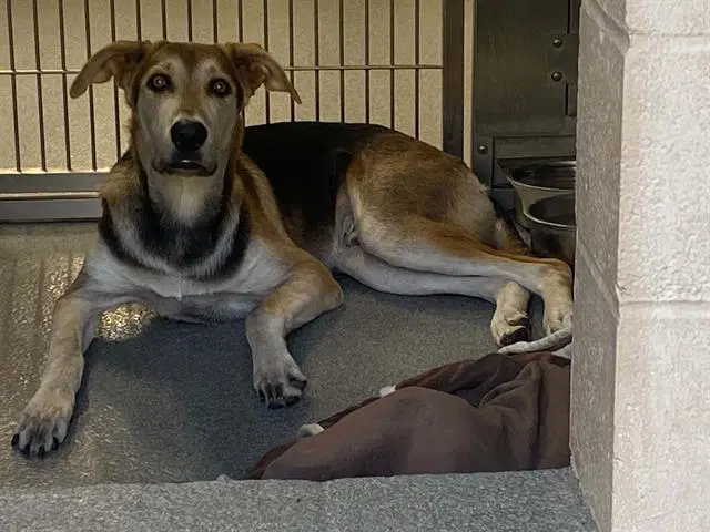 Tucker - German Shepherd Dog