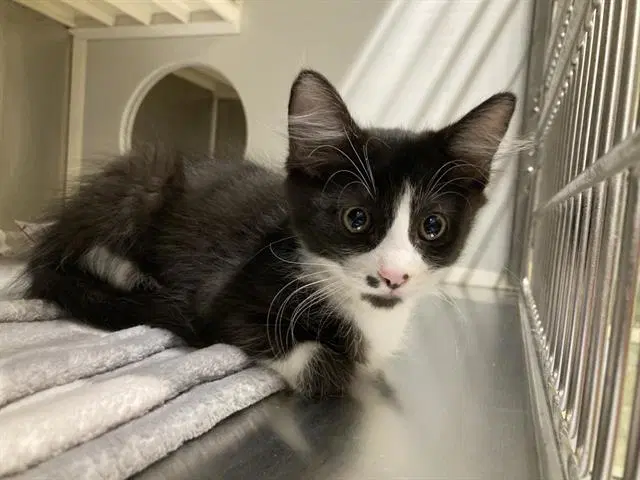 Tallulah - Domestic Short Hair