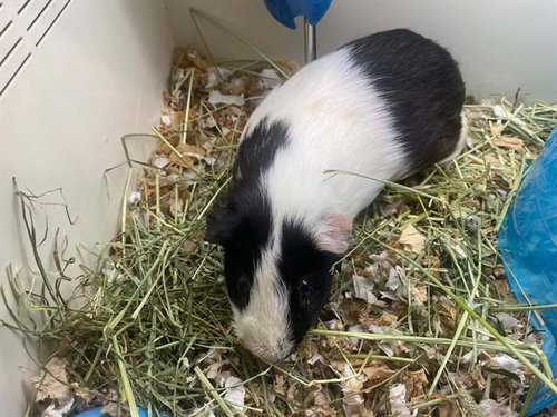 ANGEL, a guinea pig for adoption from Orange County Animal Care Center