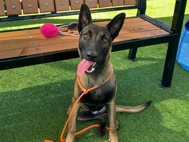Viggo - Belgian Shepherd Malinois