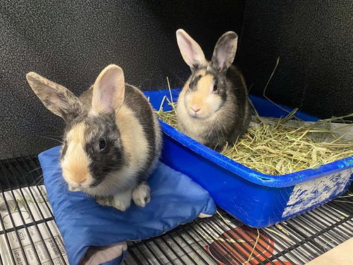 HINATA, a rabbit for adoption from Orange County Animal Care Center