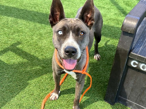SUSHI, a dog for adoption from Orange County Animal Care Center