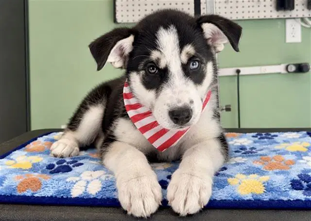 Godrick - Siberian Husky