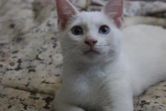 Chuckles - Siamese