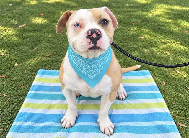 Pilaf - Pit Bull Terrier