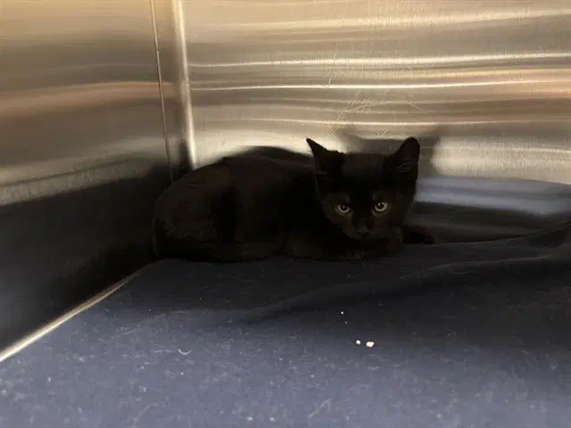 Binky - Domestic Short Hair