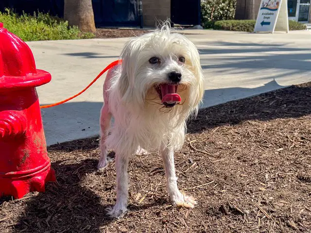 Memphis - Maltese