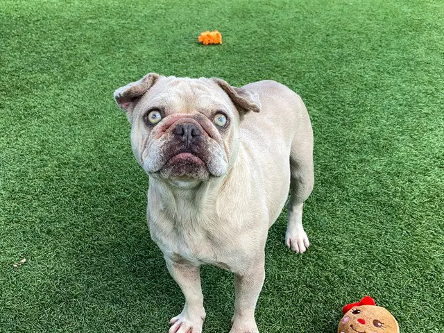 Boo - French Bulldog