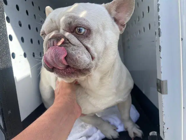 Ghost - French Bulldog