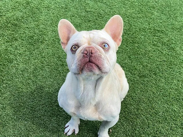 Ghost - French Bulldog