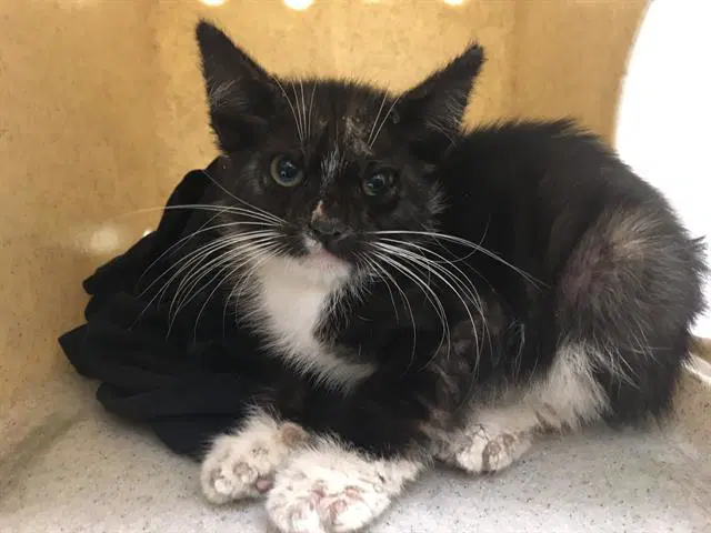 Unknown - Domestic Short Hair